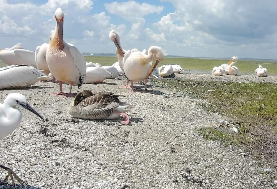 В Тузловских лиманах дикий гусь подружился с розовыми пеликанами (фото)