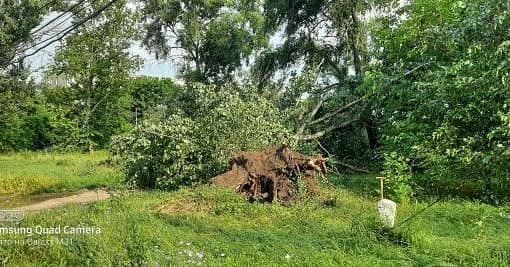 Деревья повырывало с корнями: последствия непогоды в Болграде (фотофакт)