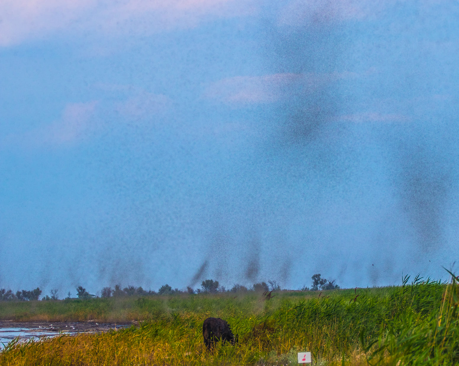 В "Тузловских лиманах" можно было наблюдать зрелищное природное явление - танец комаров-звонцев (фото)