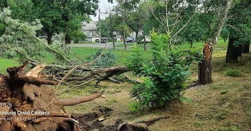 Деревья повырывало с корнями: последствия непогоды в Болграде (фотофакт)