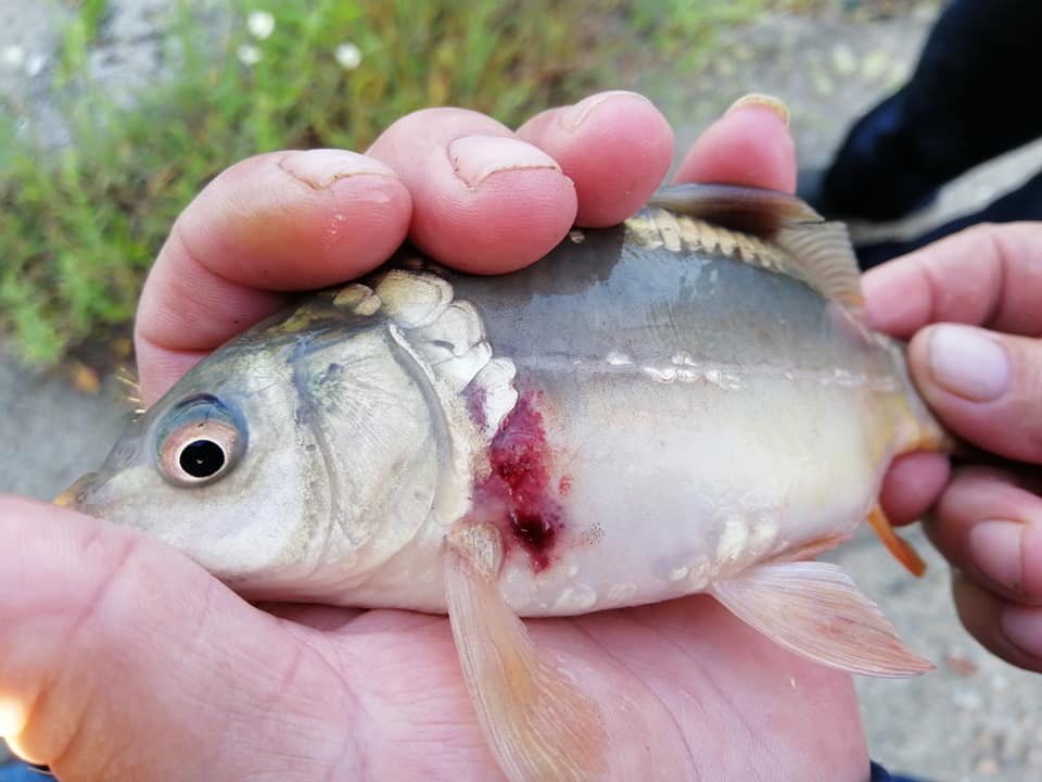 Размерами не вышли: открытие рыбалки на Тарутинском пруду перенесли на следующий год