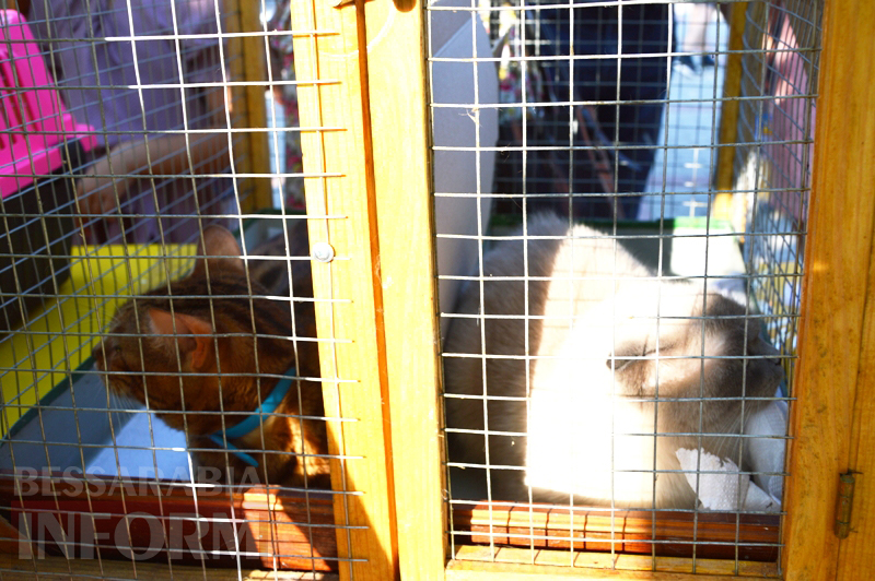 В Килии впервые прошла выставка котов (фото)