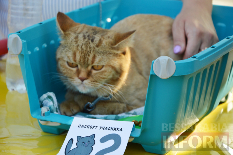 В Килии впервые прошла выставка котов (фото)