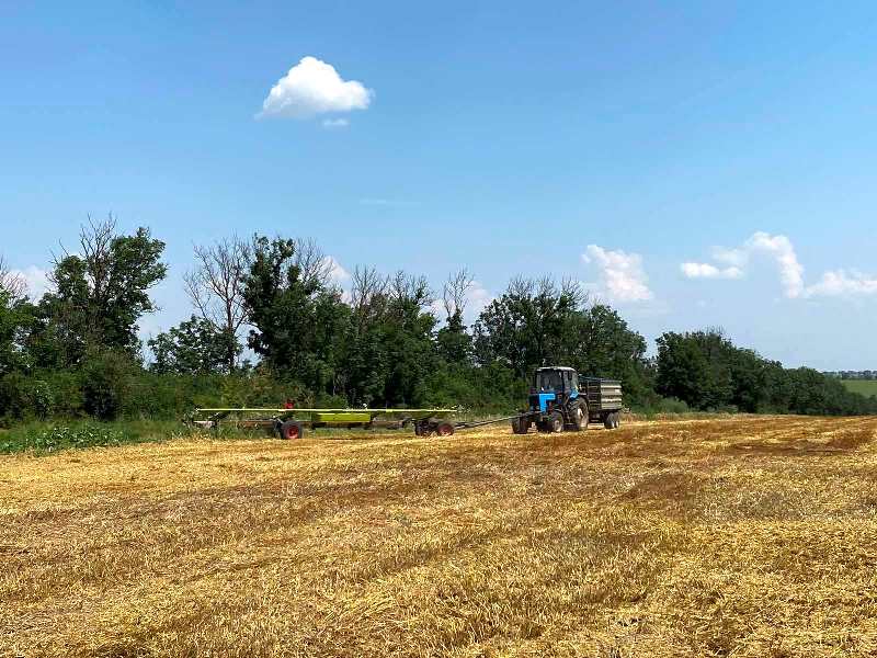 В Болградском районе добились рекордной урожайности ранних зерновых.