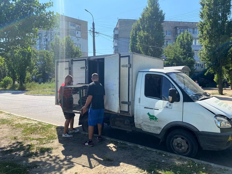 В Аккерман для отлова и стерилизации бездомных животных приехали одесские коммунальщики