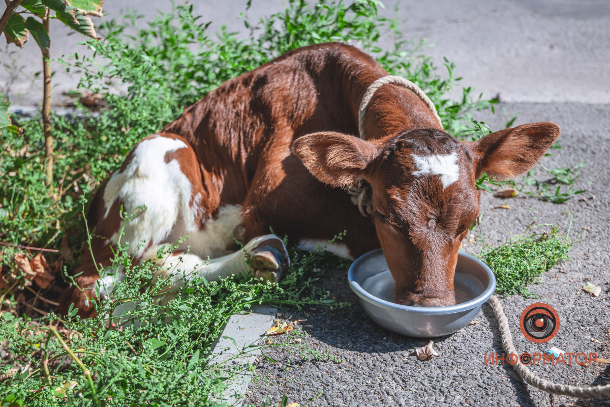 Купила скот, чтобы спасти от смерти: прогулка с поросенком и теленком на улицах Днепра закончилась скандалом