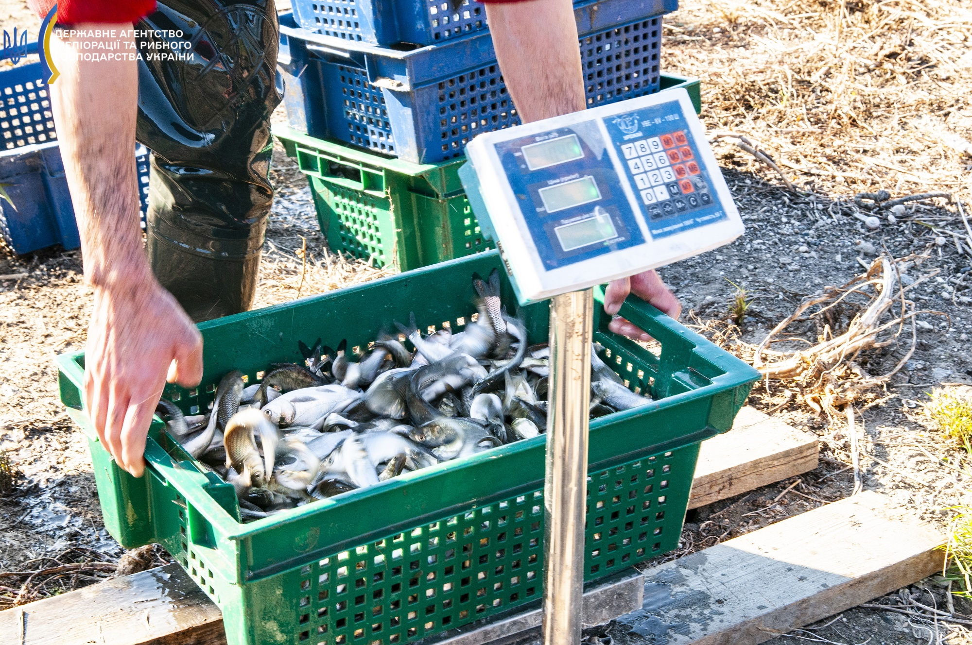 В озеро Китай запустили миллионную партию молодняка рыбы