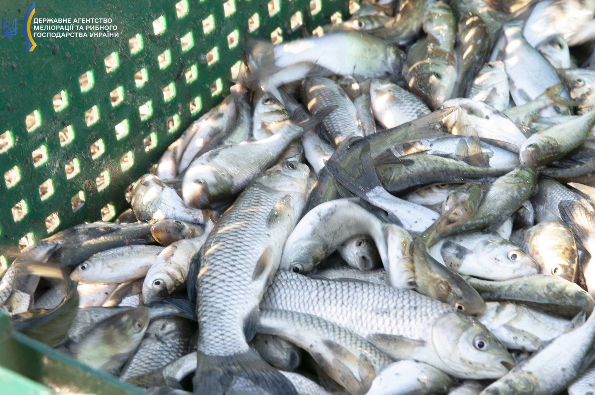 В озеро Китай запустили миллионную партию молодняка рыбы