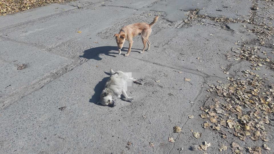 В Килии очевидцы совершили самосуд над автоледой, которая на скорости сбила беременную собаку