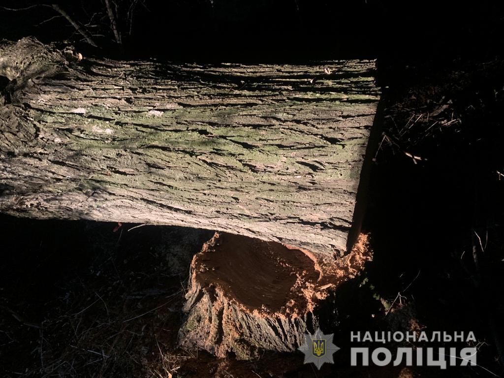 Жители Сафьяновской общины были пойманы на вырубке лесополосы.