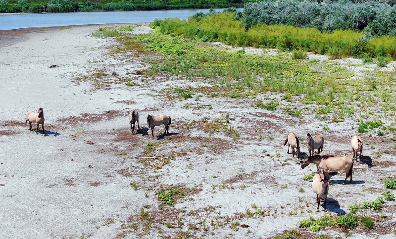 Как обжились дикие кони на острове Кубана в Дельте Дуная.