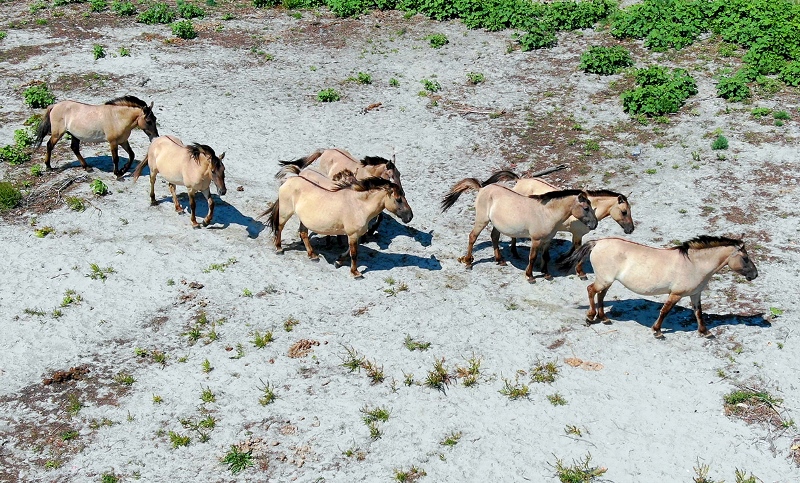 Как обжились дикие кони на острове Кубану в Дельте Дуная - отчет экологов