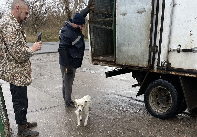 Животных доставляют в целости и сохранности: с улиц Аккермана продолжают отлавливать бродячих собак для стерилизации