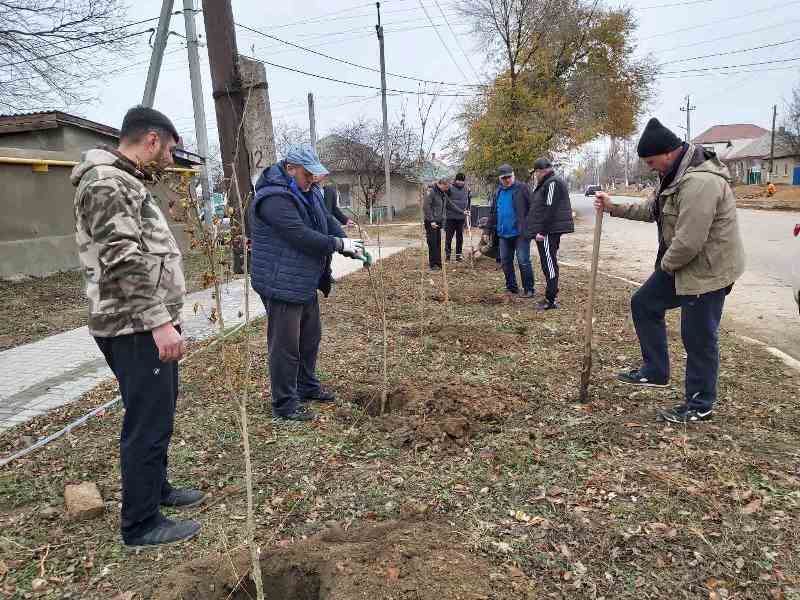 «Зеленая страна» в Болграде: на территории ЦРБ высадили десятки туй и гибискусов