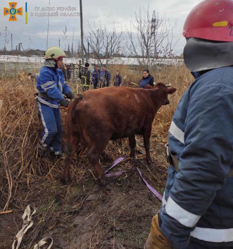В Измаиле, чтобы достать упавшую в яму корову, понадобились две единицы спасательной техники