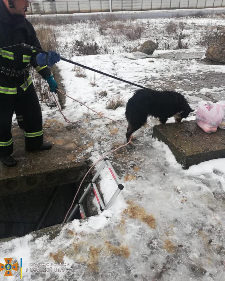Аккерманские спасатели помогли псу выбраться из 4-х метрового подвала