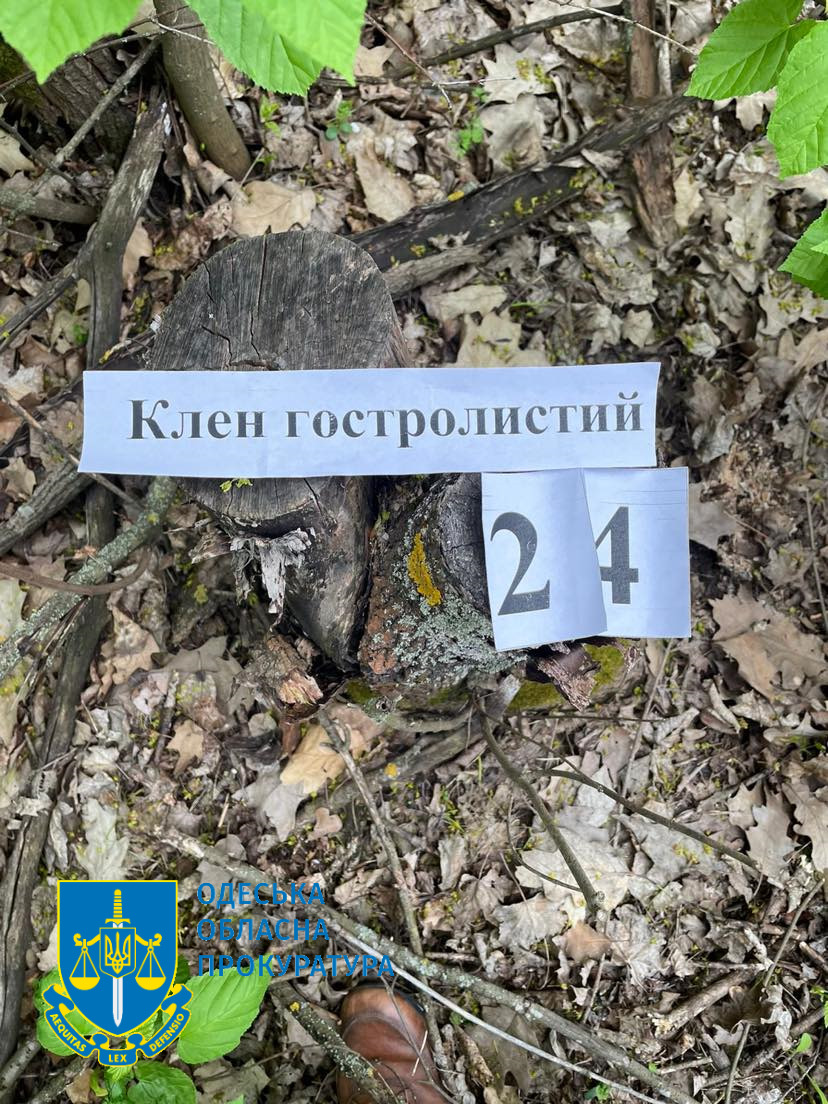 В Одесской области будут судить бывшего лесничего-оборотня, который крышевал вырубку деревьев