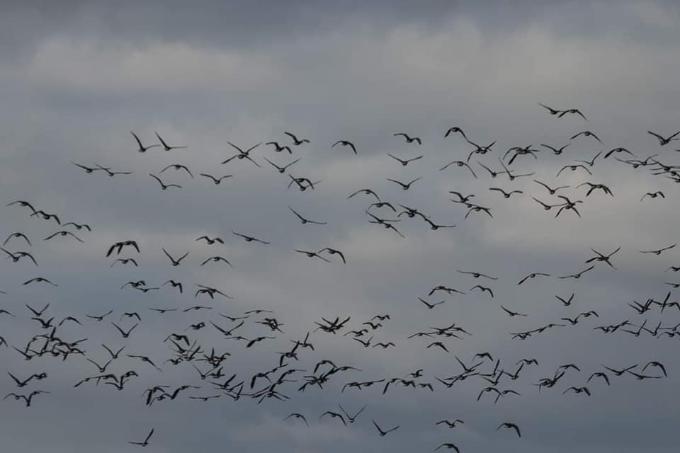 В "Тузловских лиманах" зимуют краснокнижные птицы. Редкие пернатые выбирают безопасное место для ночевки