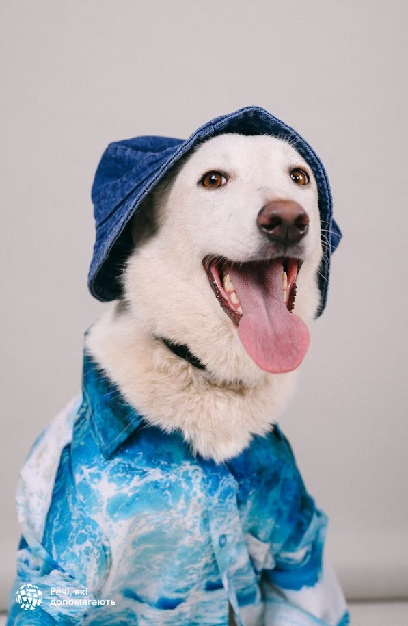 Бездомные собаки из Одессы приняли участие в модной фотосессии