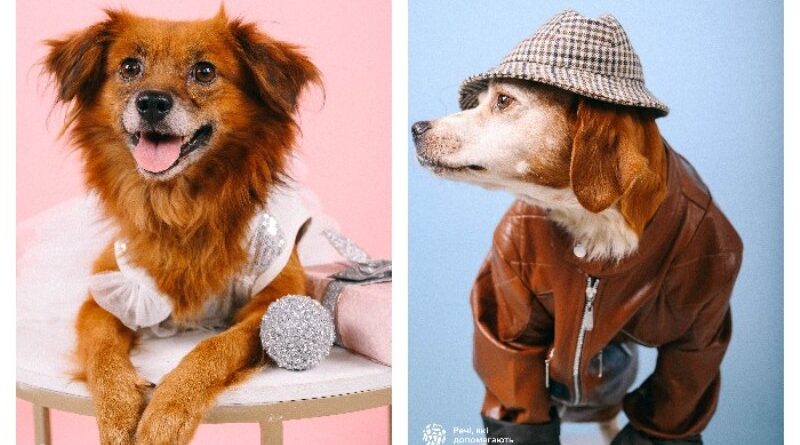 Бездомные собаки из Одессы приняли участие в модной фотосессии