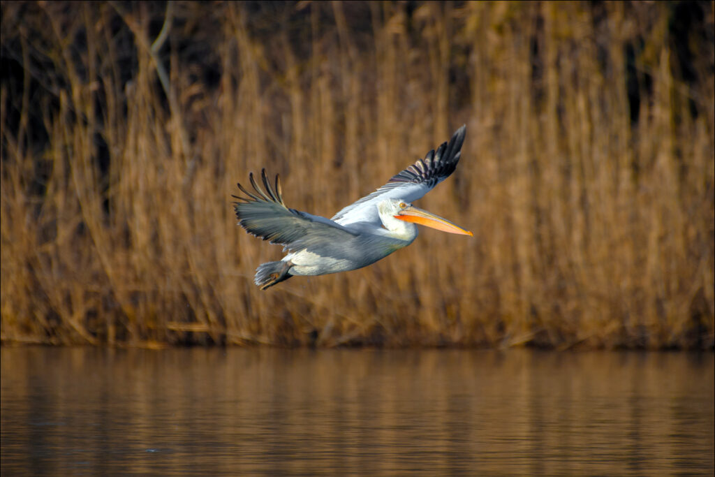 Положительная динамика: на зимовку в дельте Дуная в Украине прилетело рекордное количество пеликанов