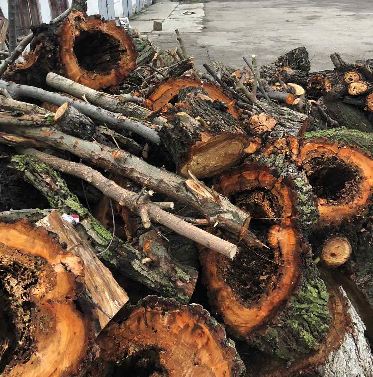 Спиливание деревьев в Килии - почему? зачем? что взамен? куда деваются дрова?