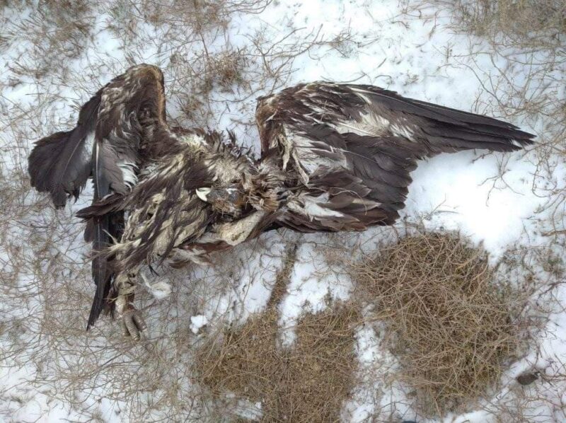 Могучие и беззащитные: в Бессарабии этой зимой браконьеры подстрелили трех краснокнижных орланов и одного беркута