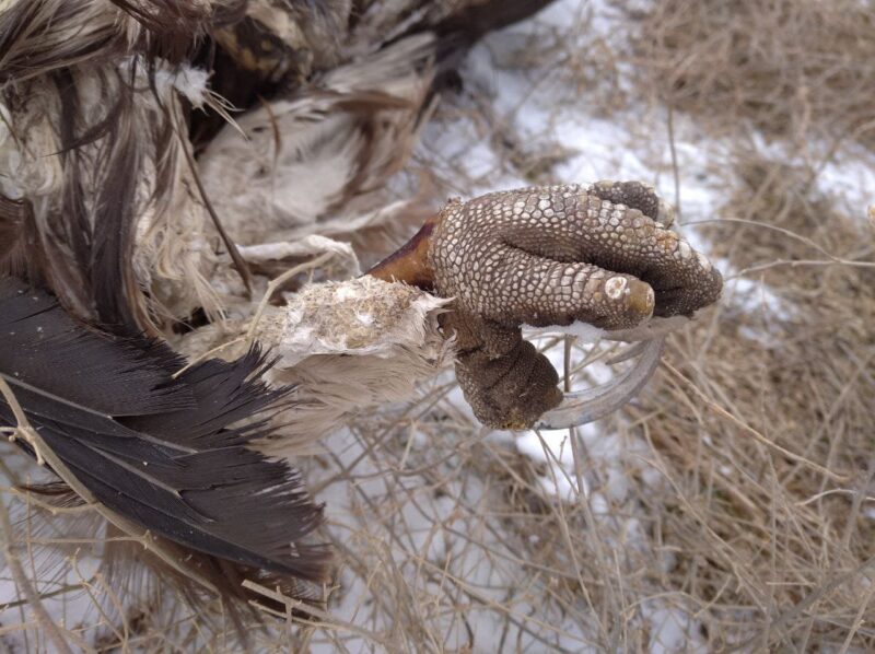 Могучие и беззащитные: в Бессарабии этой зимой браконьеры подстрелили трех краснокнижных орланов и одного беркута
