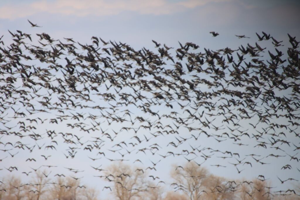 Орнитологи "Тузловских лиманов" наблюдают весеннюю миграцию птиц