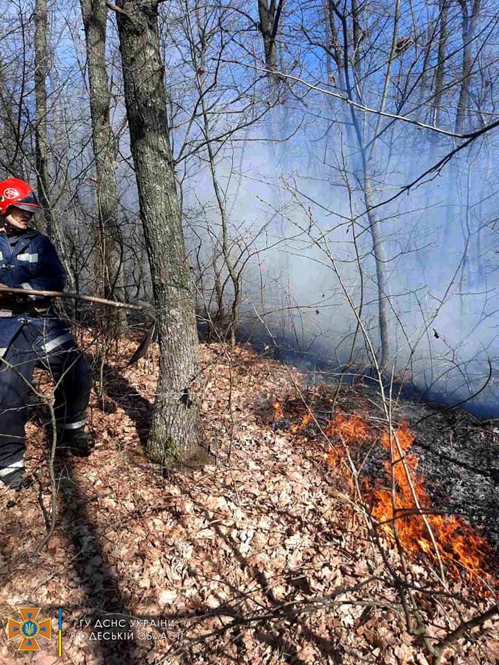 В Одесской области выгорело 4 гектара территории одного из лесничеств