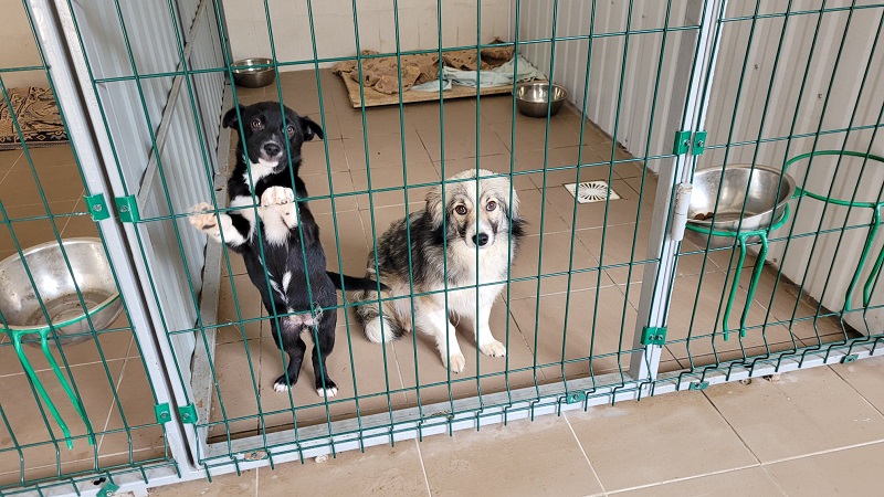 В Белгороде-Днестровском начали бесплатно стерилизовать бездомных животных в городском ветеринарном центре