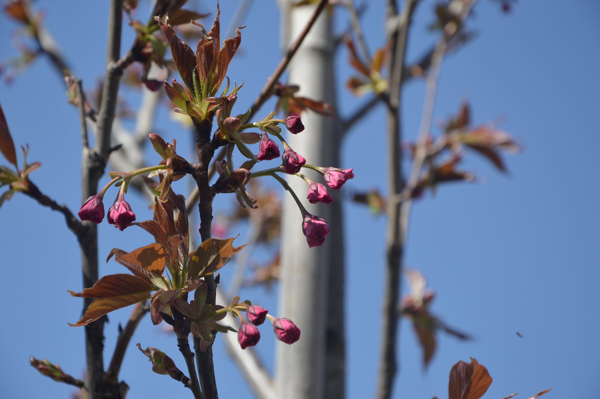В Килии начинает цветение сакуровый сквер (фото)