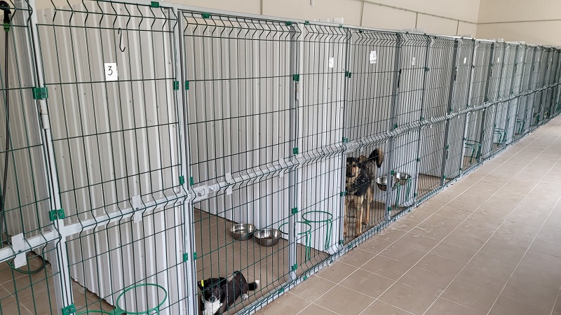В Белгороде-Днестровском начали бесплатно стерилизовать бездомных животных в городском ветеринарном центре