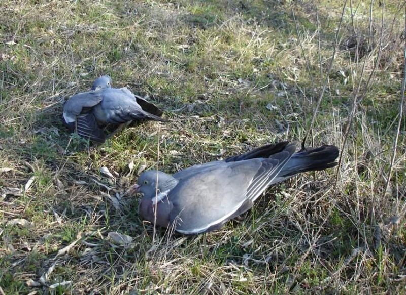 Причина массовой гибели птиц и диких животных в Одесской области – отравление пестицидами