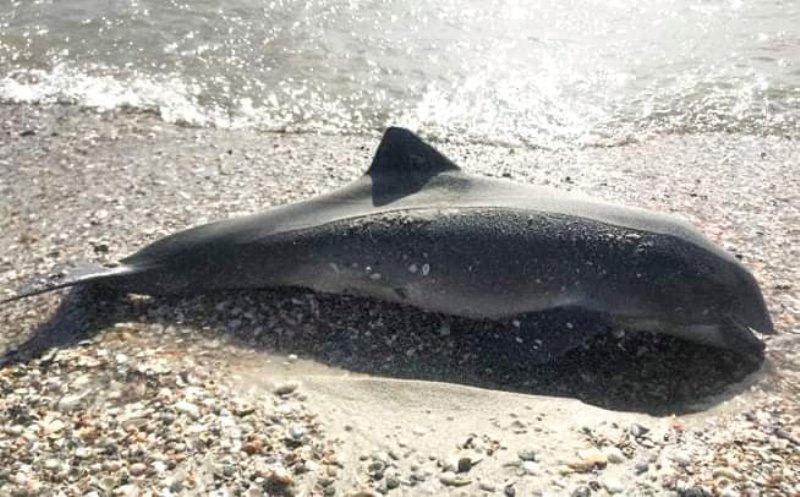 Из-за действий российских военных кораблей у берегов Одесщины фиксируются факты гибели дельфинов