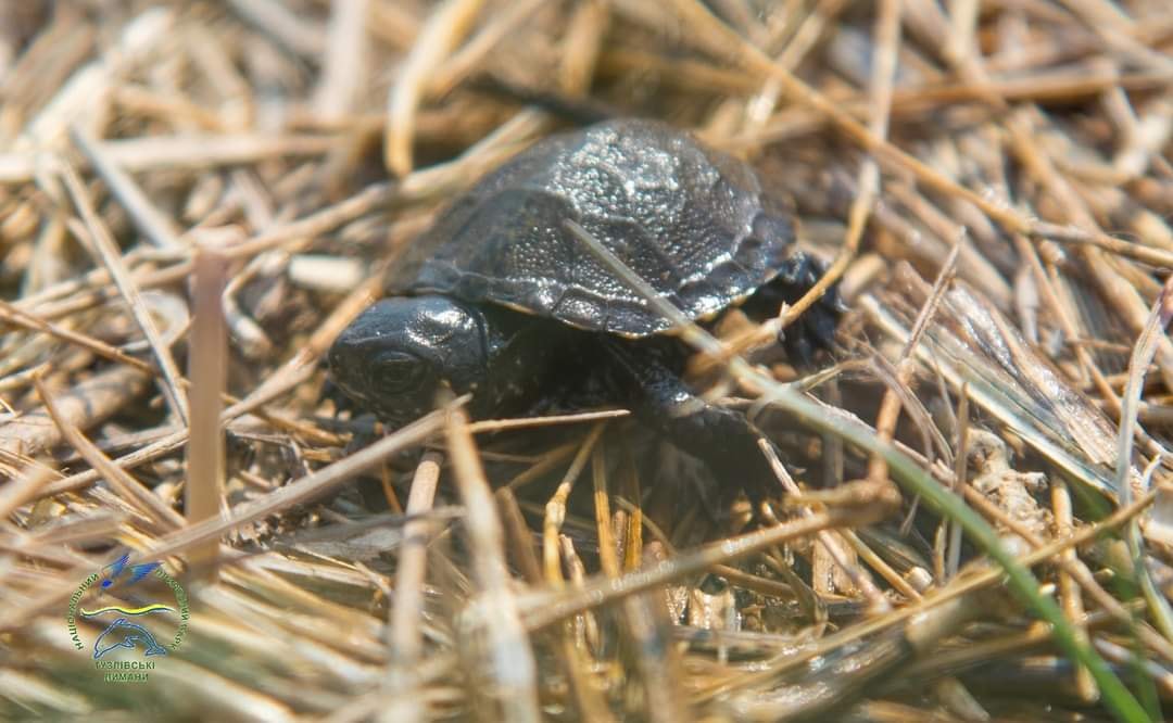 Эколог нацпарка "Тузловские лиманы" рассказал о редком виде черепашек, обитающих в Бессарабии (фото)