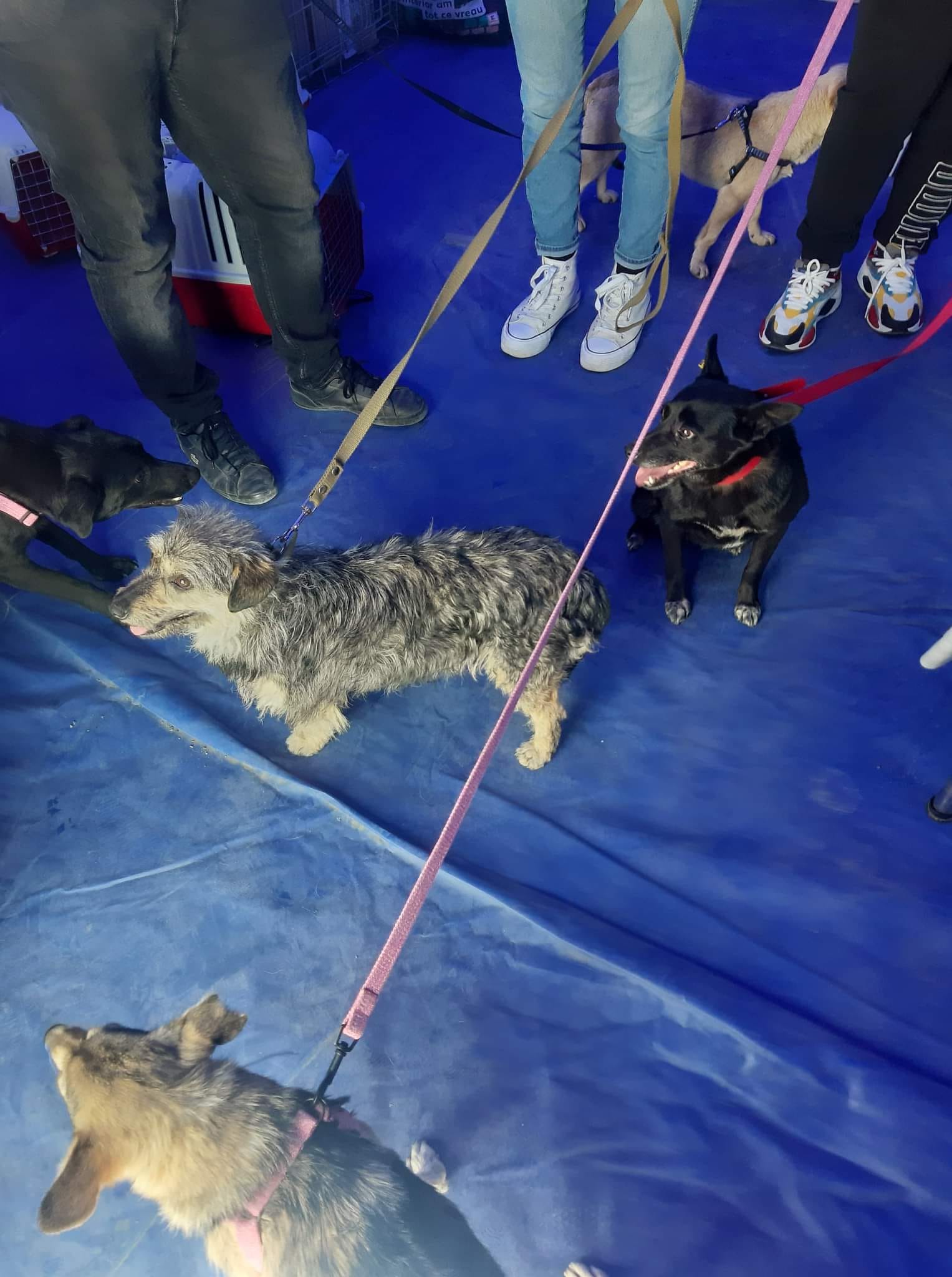 В румынский приют для животных из Измаила вывезли 16 собак и две кошечки.