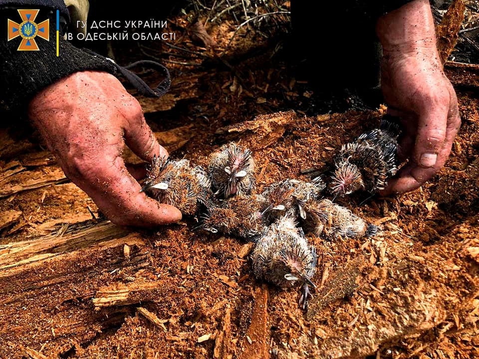 В Вилково спасатели ликвидировали масштабный пожар леса и спасли птенцов