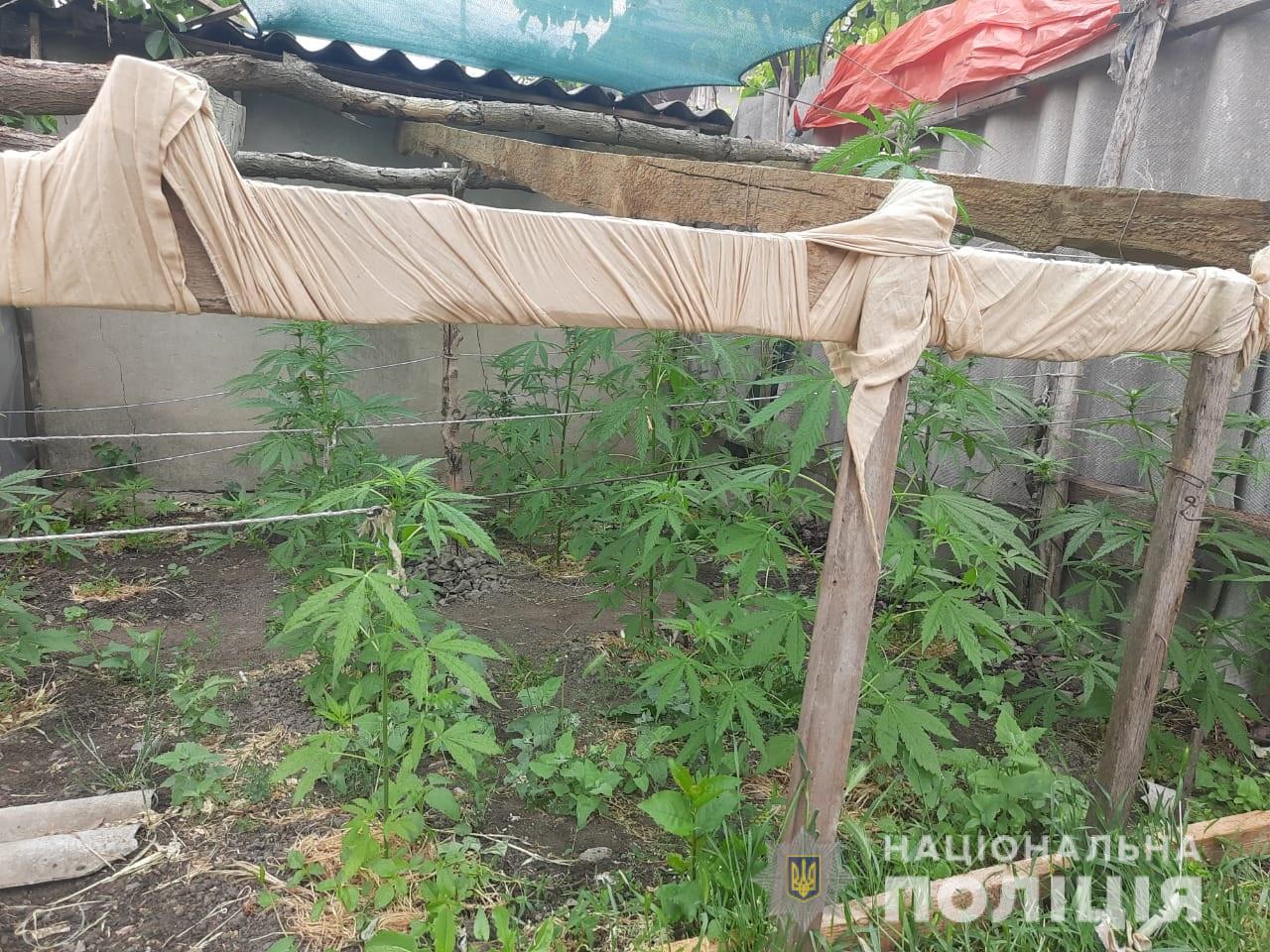 Житель Болградской громады вырастил плантацию конопли у себя во дворе и оборудованном подвале