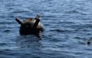 На узбережжі Одеси здетонувала ворожа морська міна