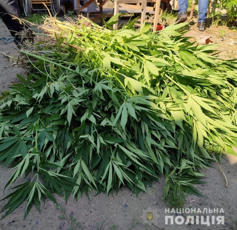 Операция «Мак» в Одесской области: полиция выявила плантацию конопли и высушенный наркосодержащий «урожай»