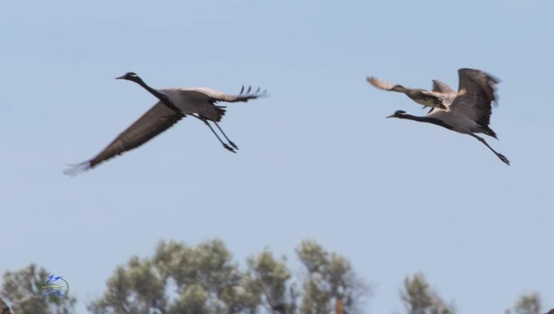 В нацпарке «Тузловские лиманы» заметили редких птиц исчезающего вида