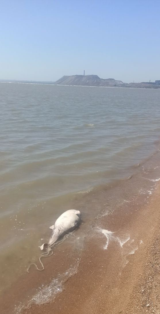 Эпидемия - это уже не угроза, а реальность: в Мариуполе на берег моря выбрасывает мертвых дельфинов