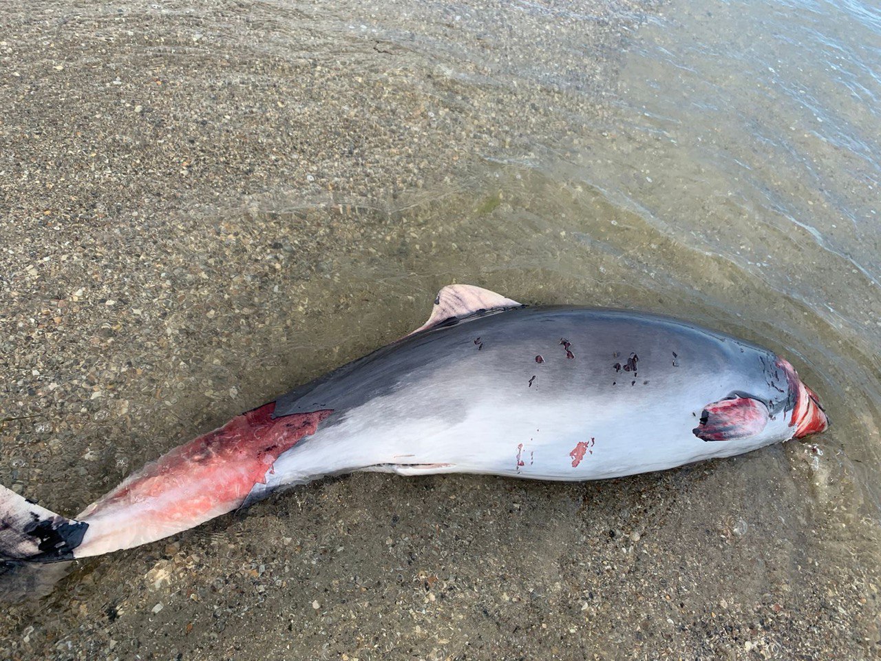 В Приморском на берег выбросило трех мертвых дельфинов. Кто убивает животных: оккупанты или браконьеры?