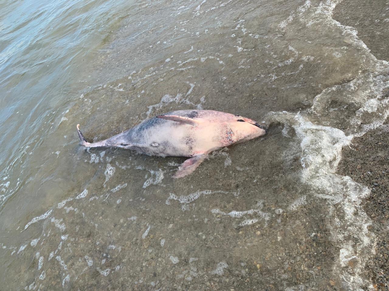 В Приморском на берег выбросило трех мертвых дельфинов. Кто убивает животных: оккупанты или браконьеры?