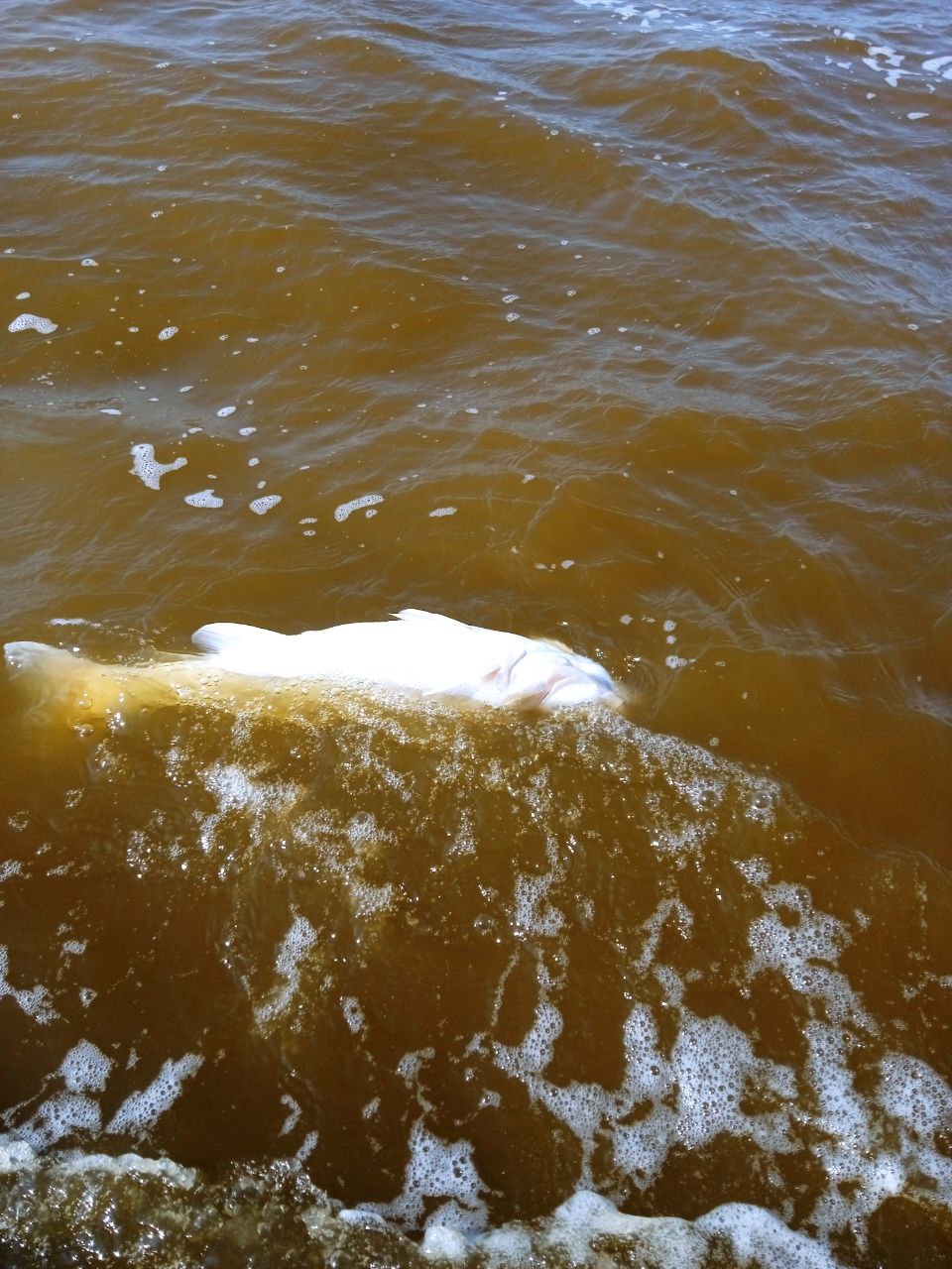Придунайские озера на грани гибели. Спасти водоемы можно за 14 млн грн, но денег - нет