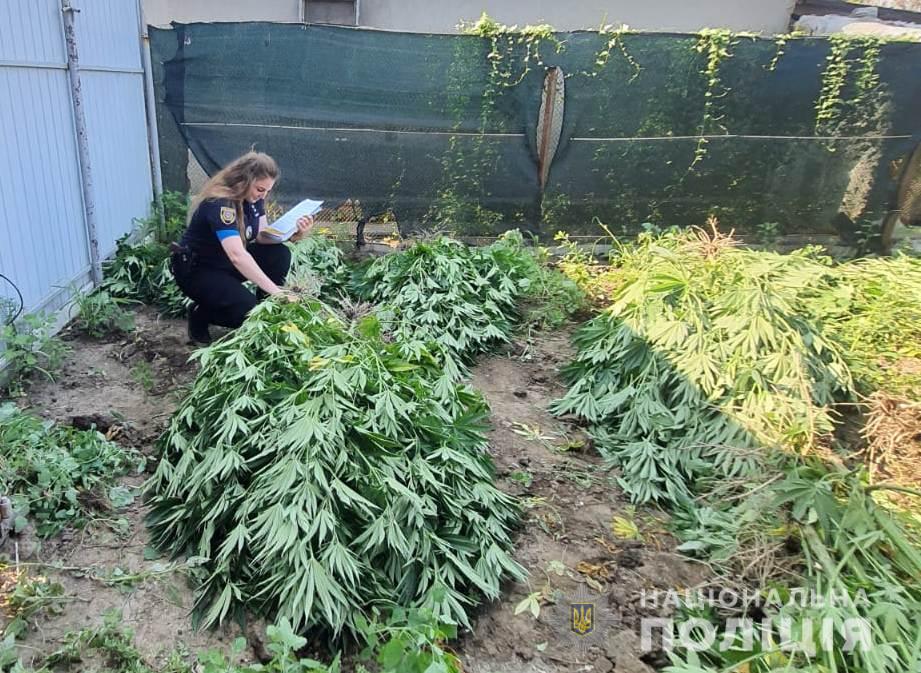 В Ізмаїльському районі поліцейські викрили наркоаграрія, який вирощував кущі коноплі в людський зріст