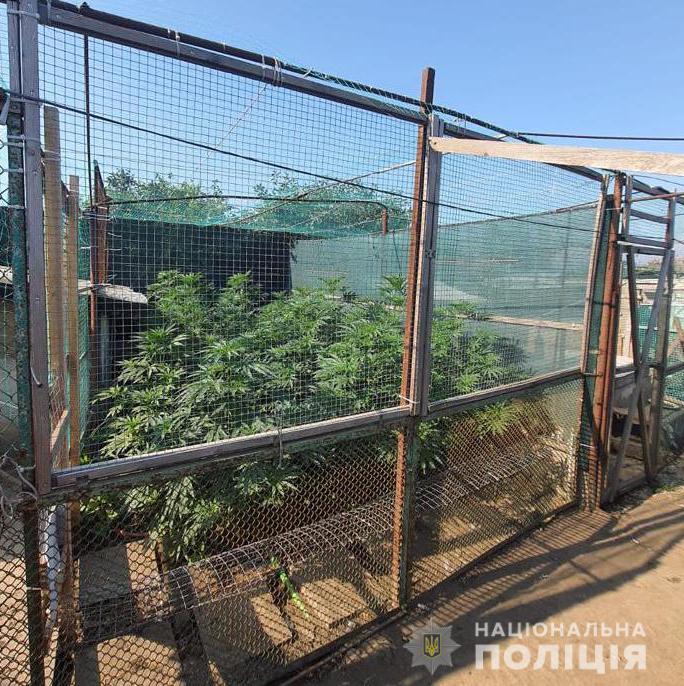 В Ізмаїльському районі поліцейські викрили наркоаграрія, який вирощував кущі коноплі в людський зріст