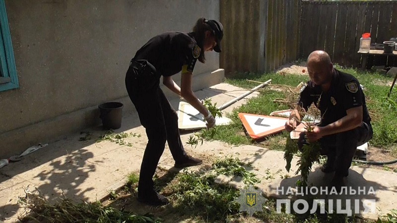 Жителям Татарбунарской громады грозит срок за выращивание и хранение наркозелья