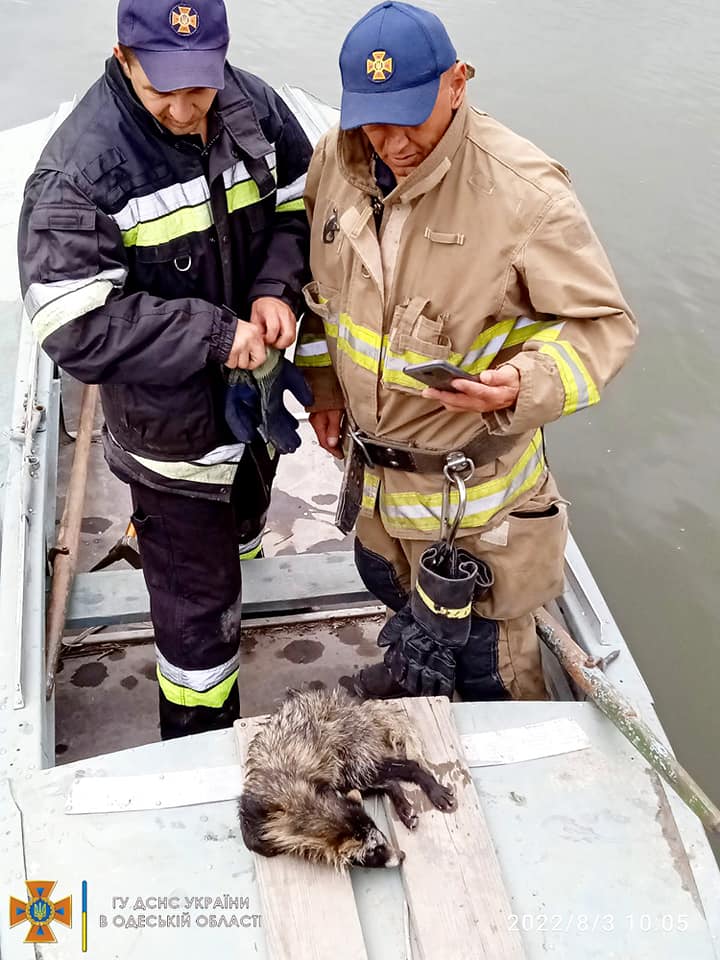 На Одещині рятувальники визволили єнота, який застряг у паркані над водоймою